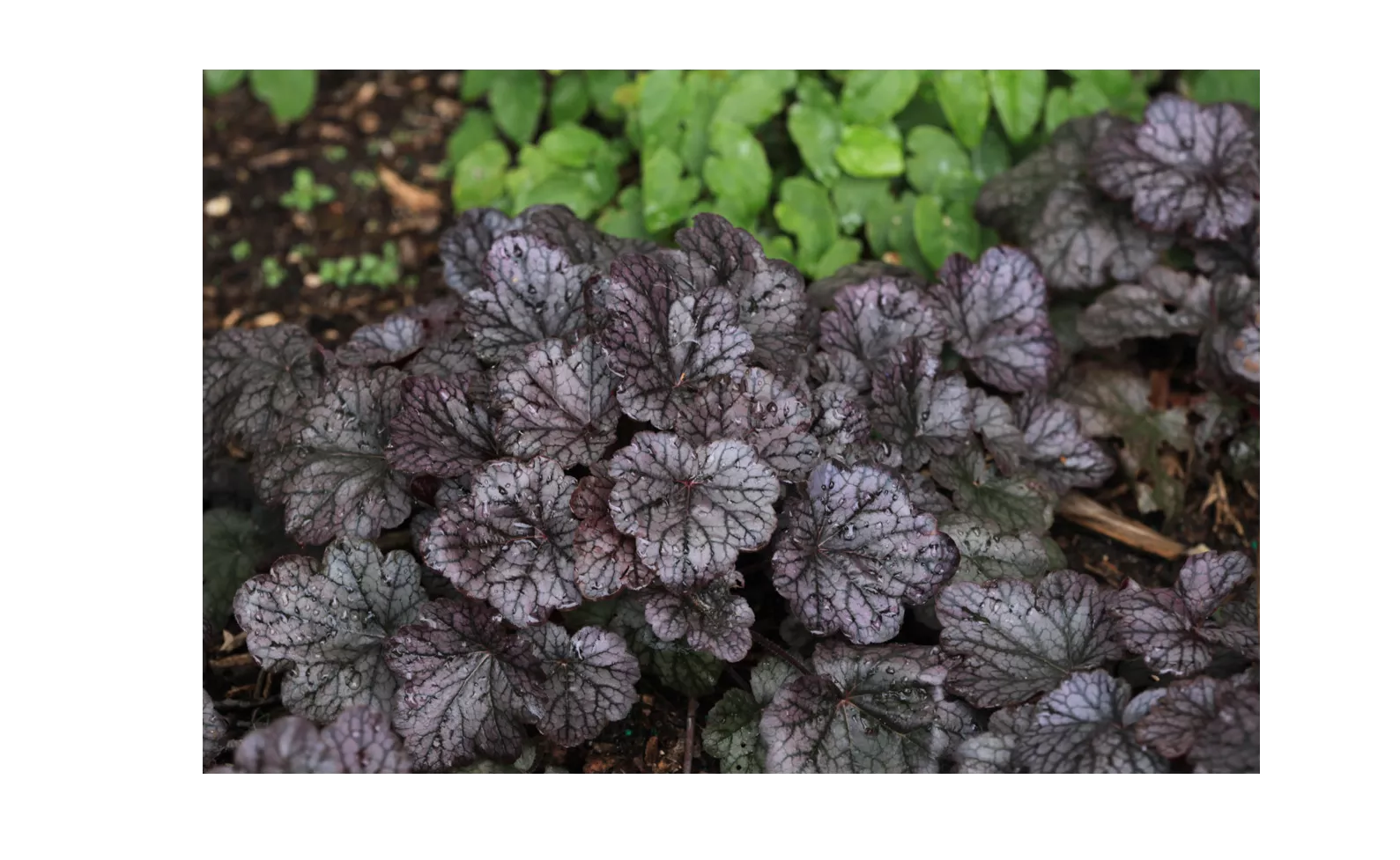 Grape Expectations Coral Bells