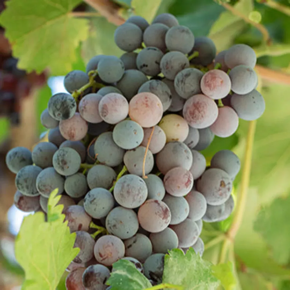 Grape Frontenac Gris