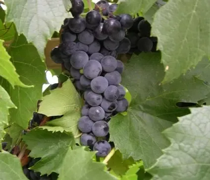 Grape, St. Theresa