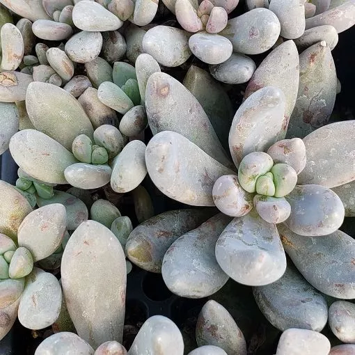 Graptoveria 'Haagai' Succulents - 3.5" Pot