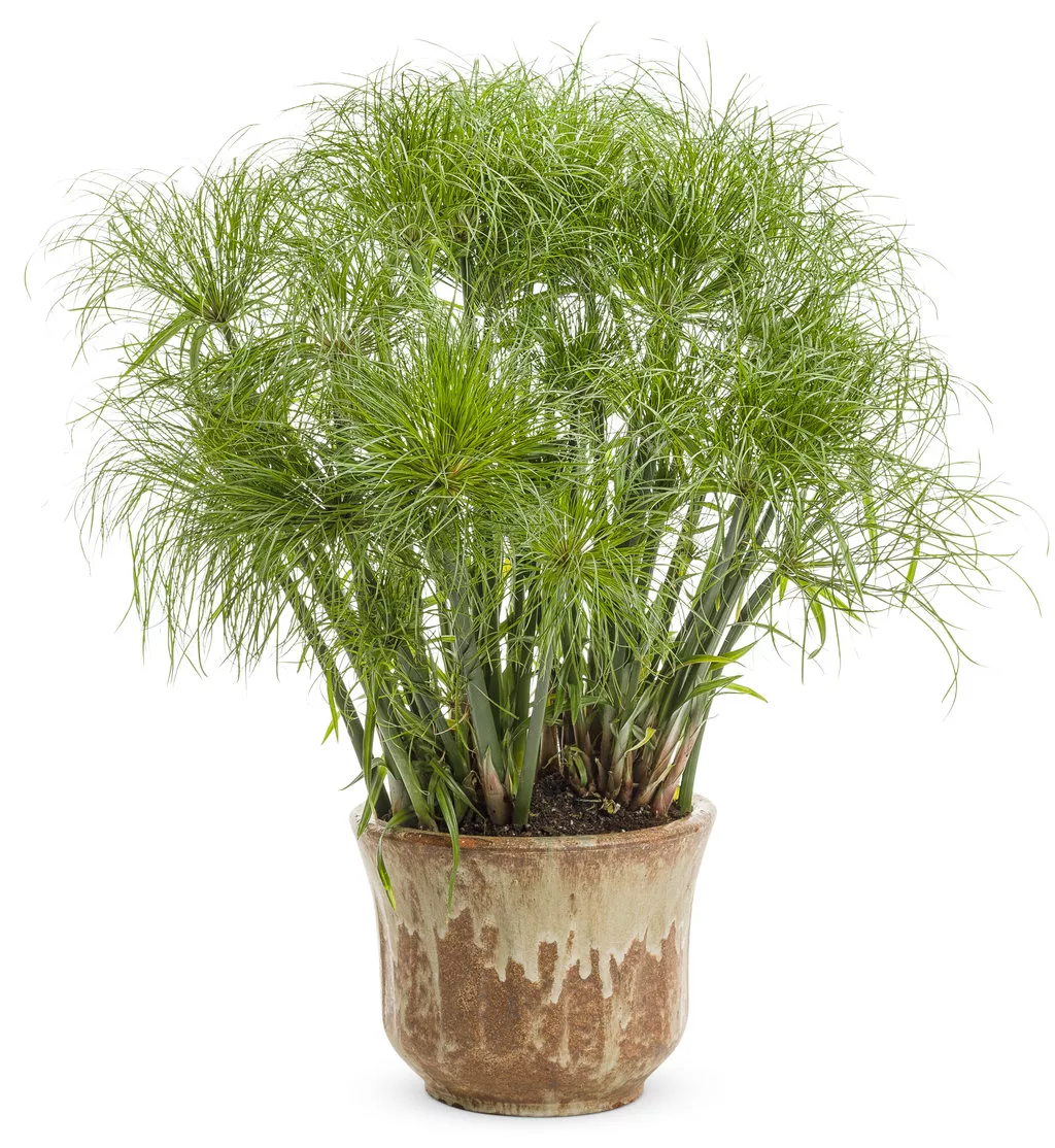 Grass - Cyperus Prince Tut