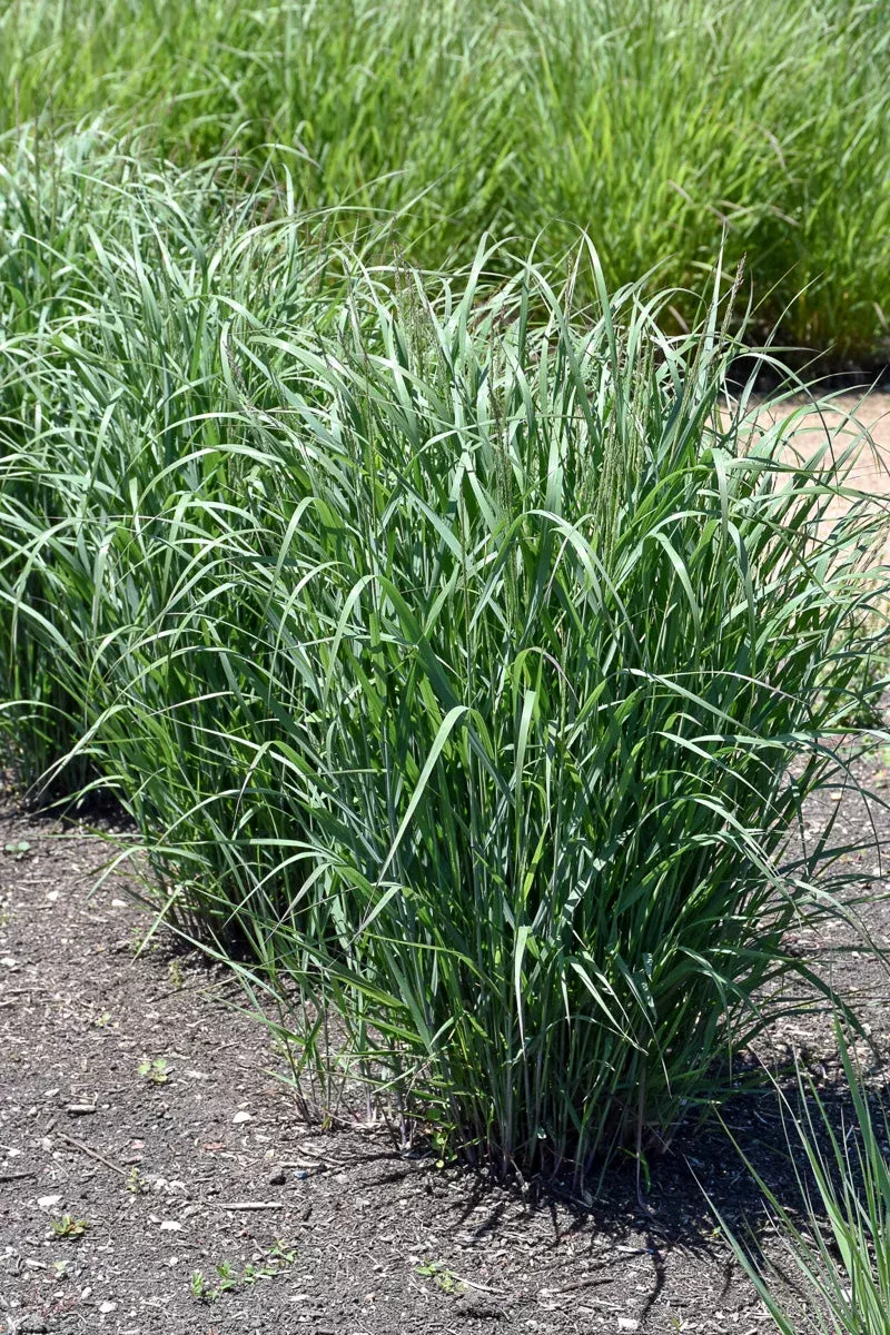 Grass, Switch Prairie Wind