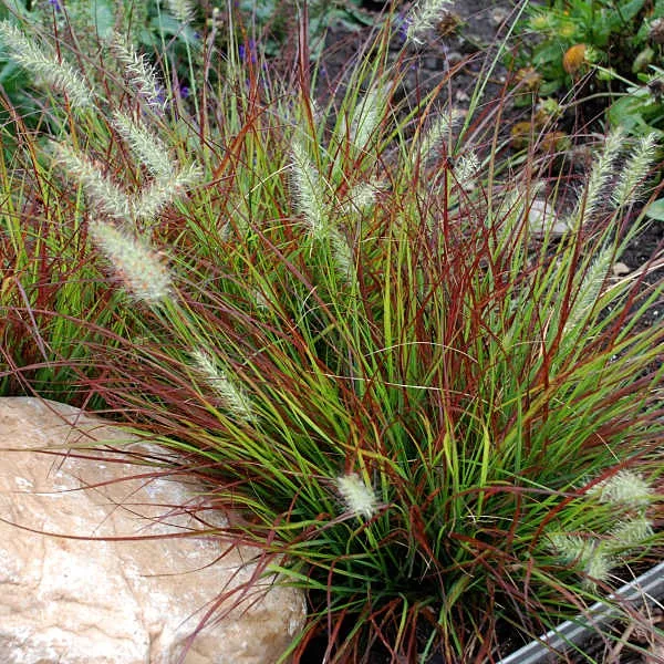 Grasses "Burgundy Bunny"