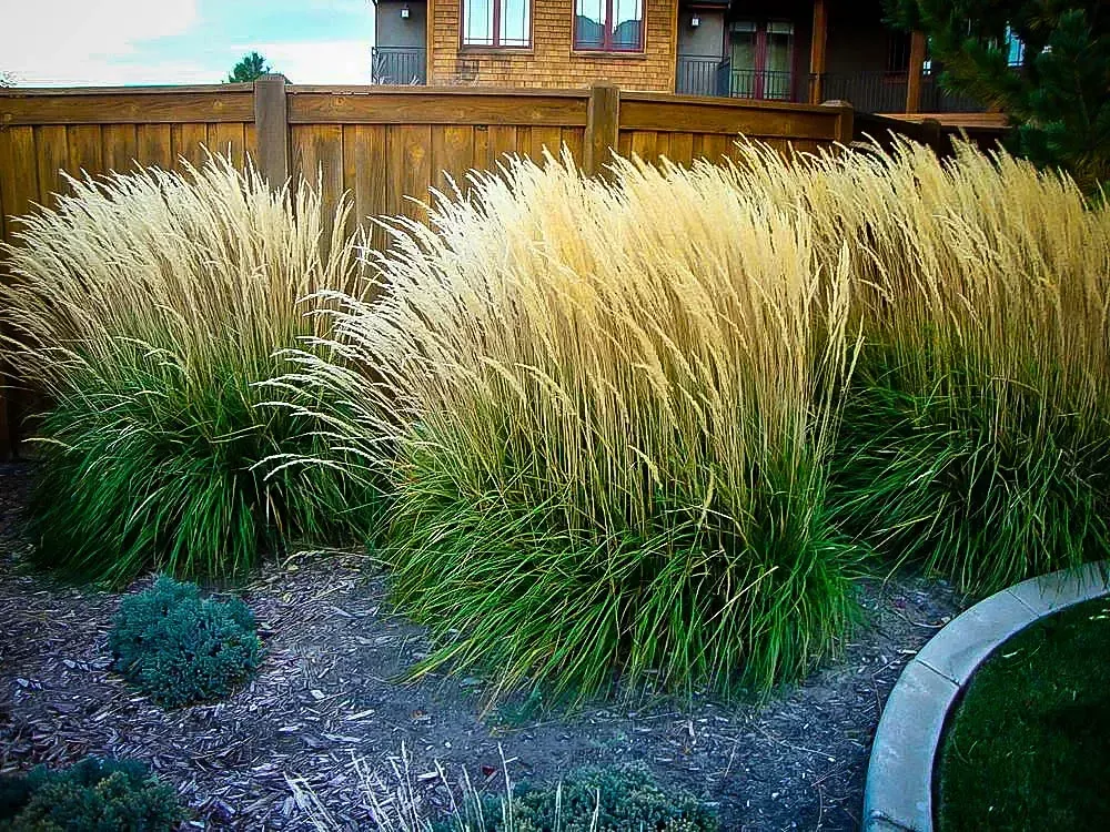 Grasses Calamagrostis"Karl Foerster"