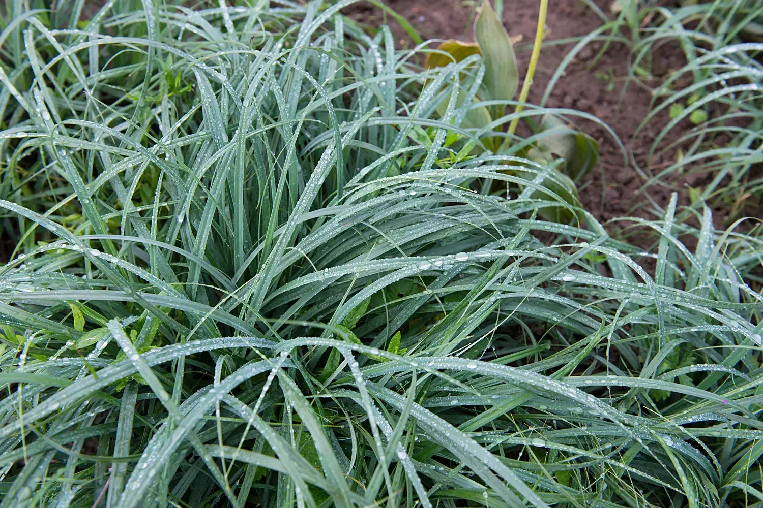 Grasses Carax"Blue Zinger"