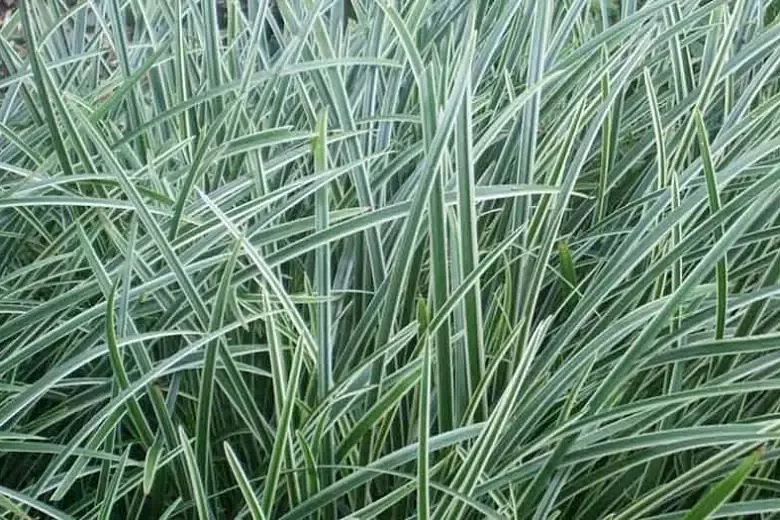 Grasses Carax"Ice Dance"