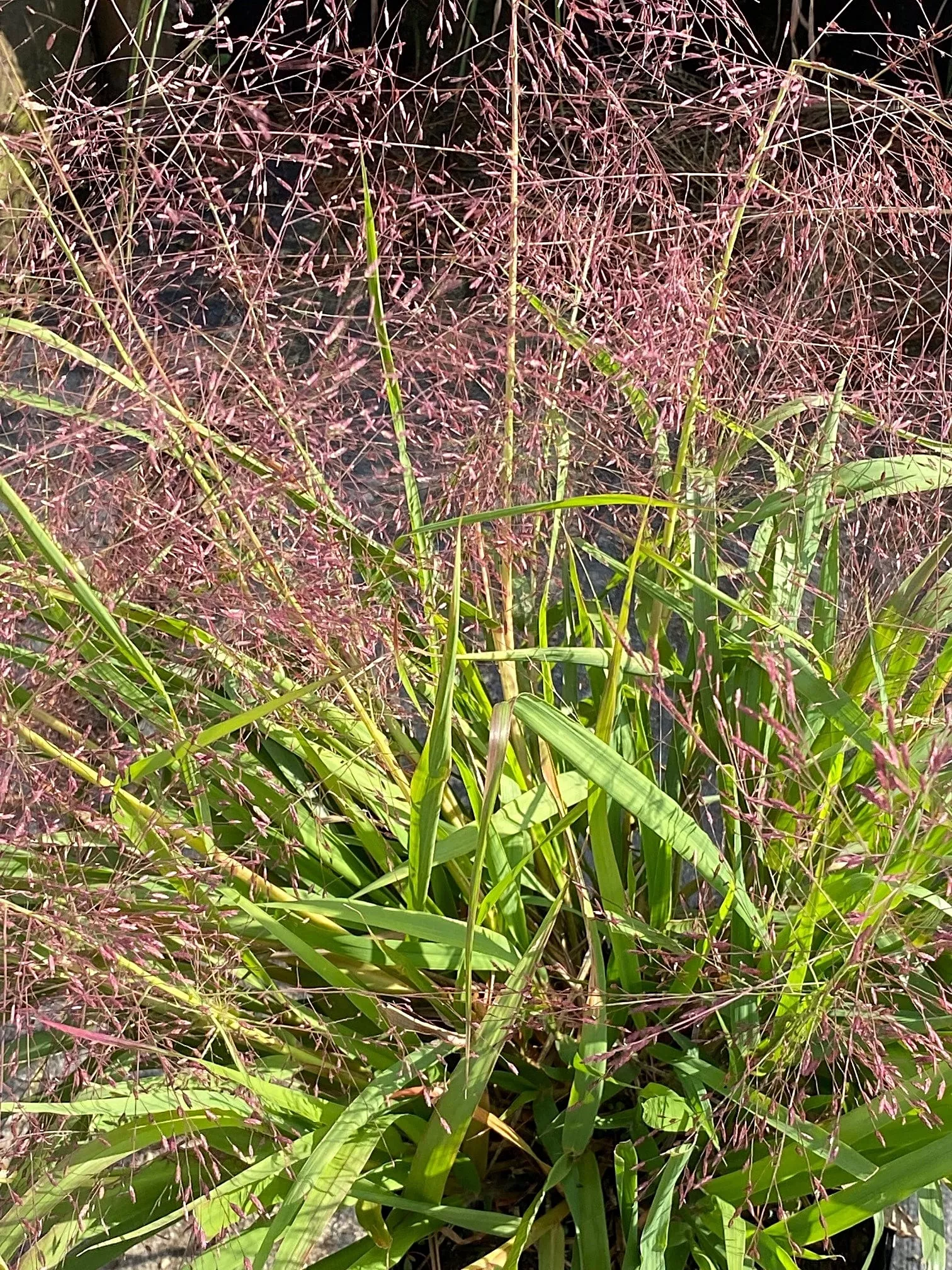 Grasses Eragrostisspectablis