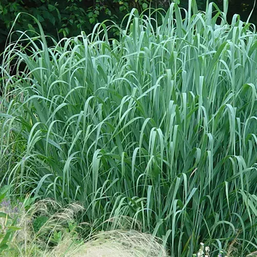 Grasses"panicum"(Dallas Blues)