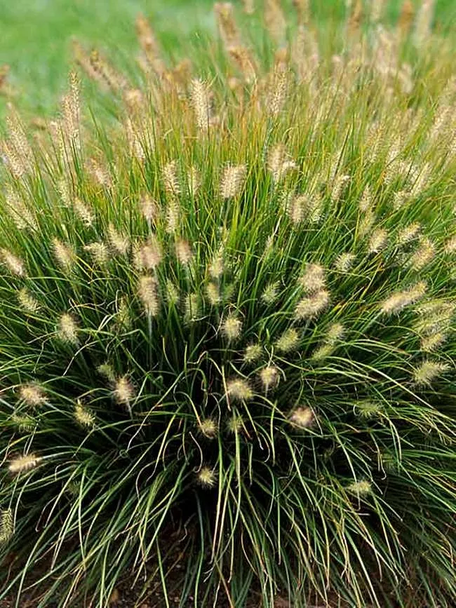 Grasses "Panicum" (Little Bunny)