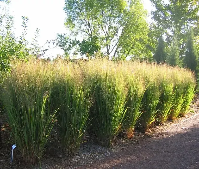 Grasses"panicum"(Northwind)