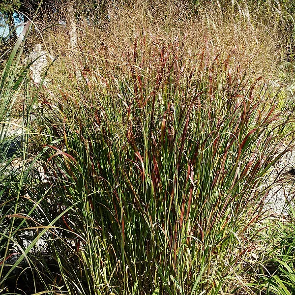 Grasses "Prairie Winds" (Cheyenne Sky)