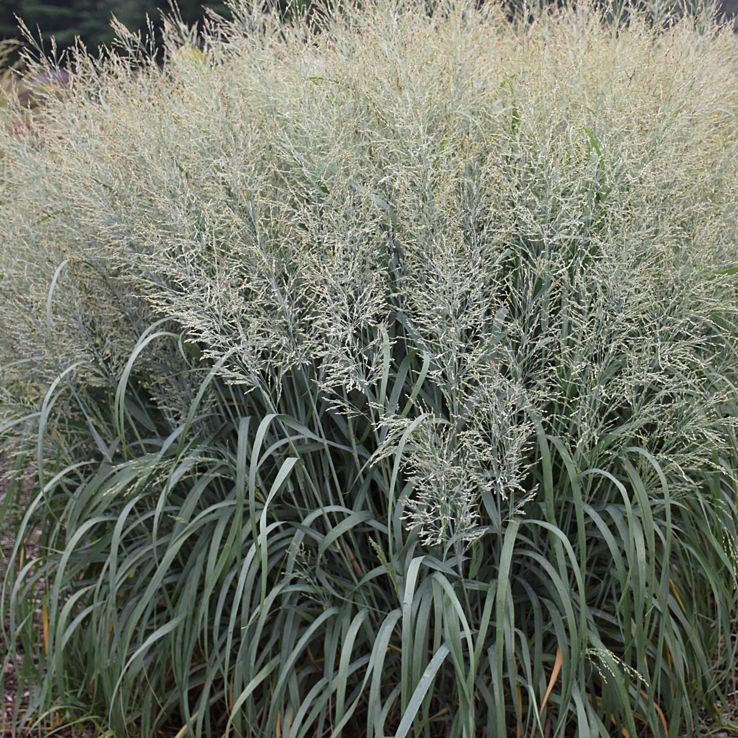 Grasses "Prairie Winds" (Niagara Falls)
