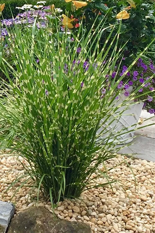 GrassesMiscanthus"Strictus"