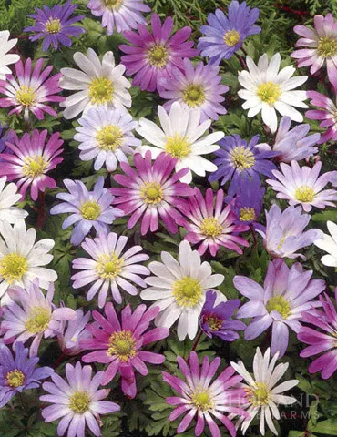 Grecian Windflower- Anemone blanda