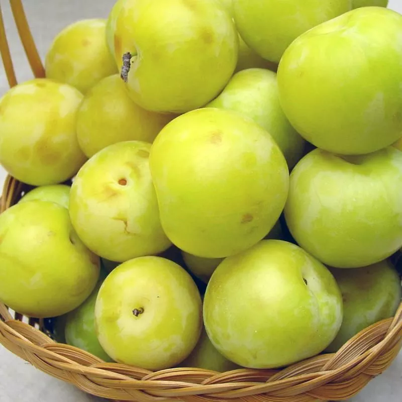 Green Gage Plum Tree