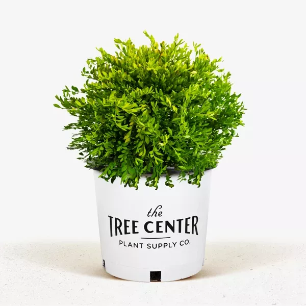 Green Gem Boxwood