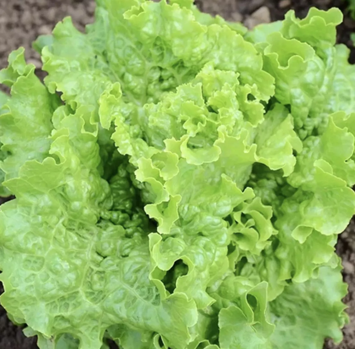 Green Ice Lettuce Seeds