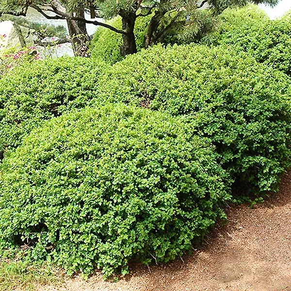 Green Mound Alpine Currant
