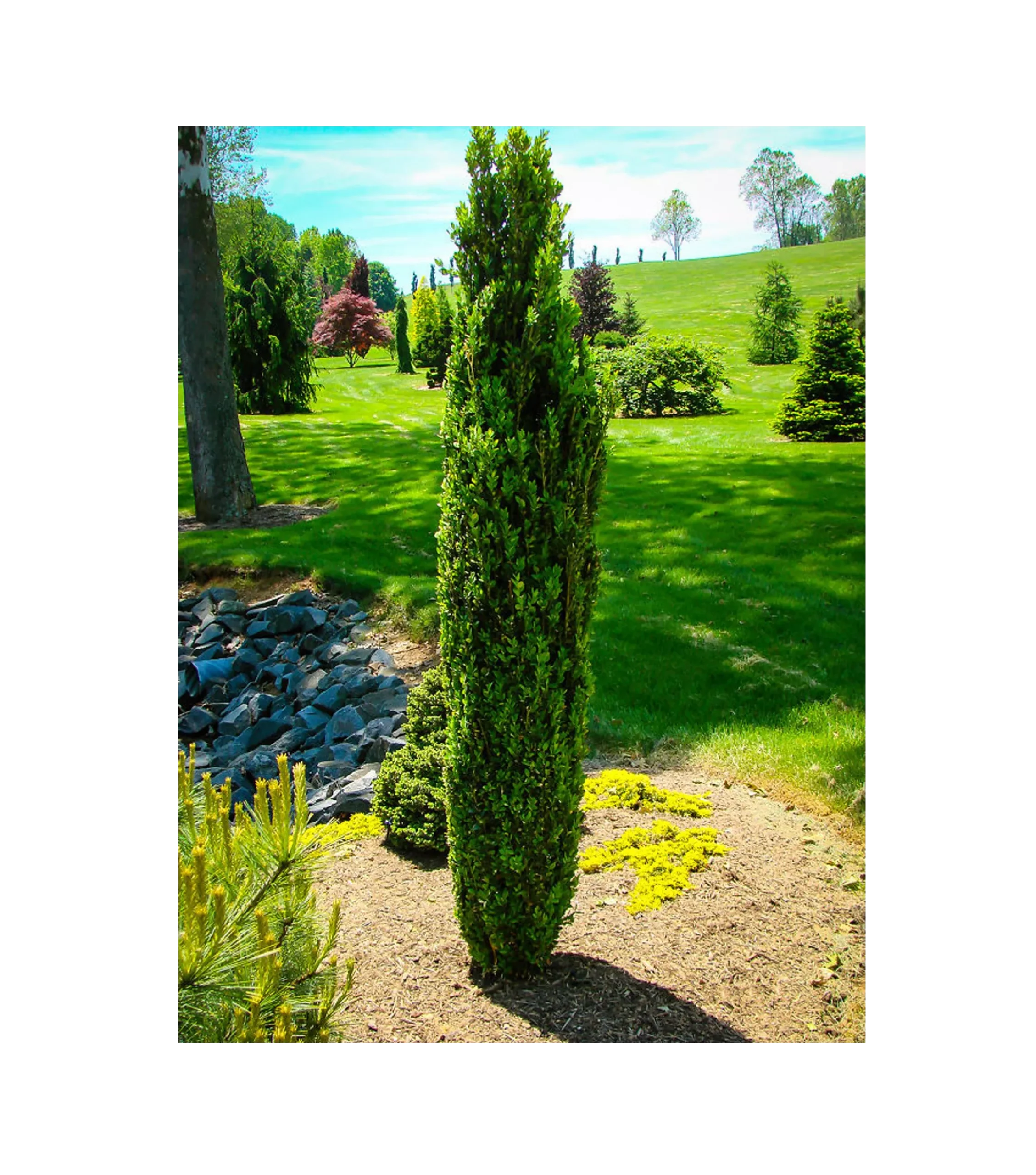 Green Pillar Boxwood