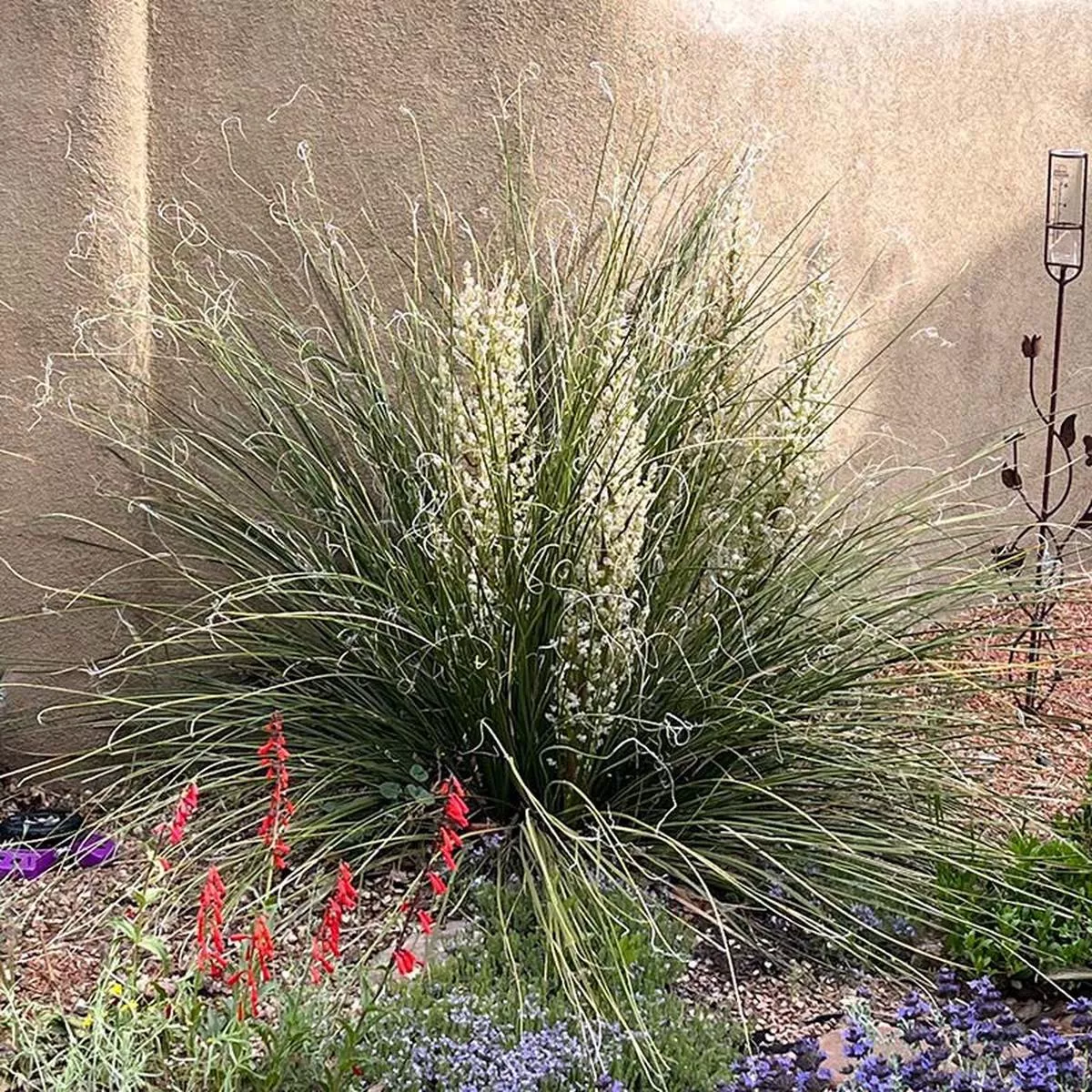 Green’s Beargrass (Nolina)