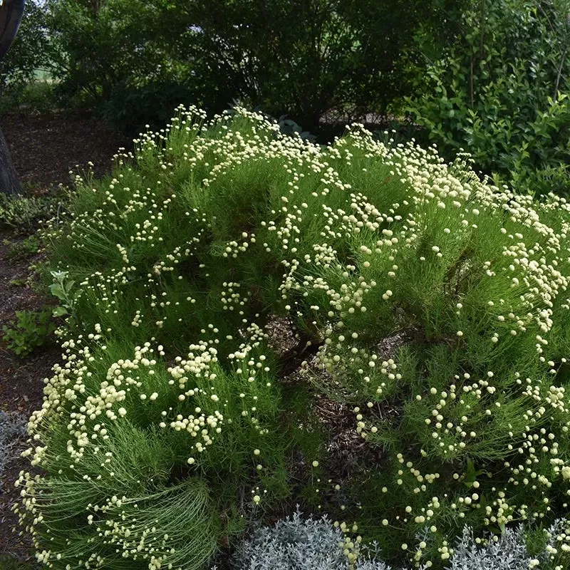 Green Santolina