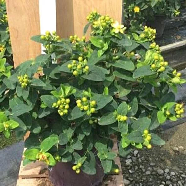 Green St. Johns Wort – #1 Container
