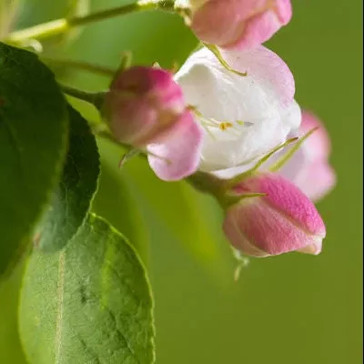 Green Wall Spire Crabapple Tree