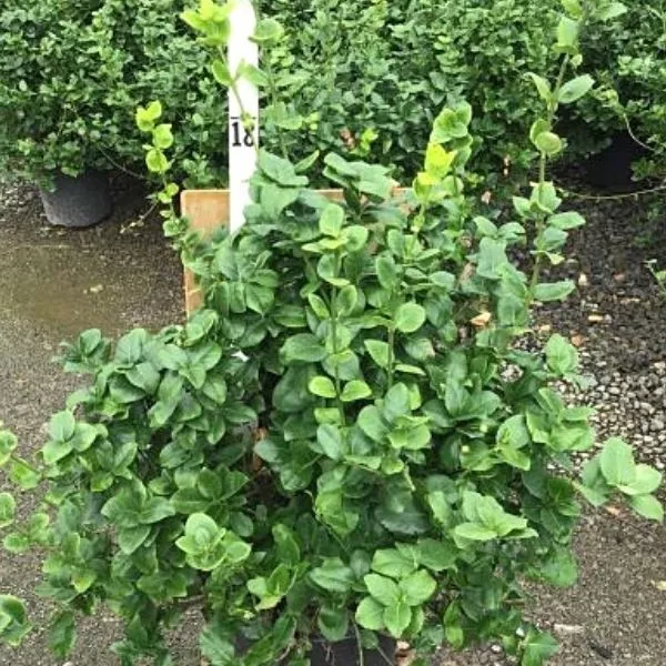 Greenlane™ Wintercreeper Euonymus – #2 Container