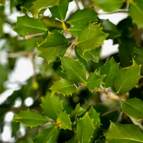 Greenleaf American Holly
