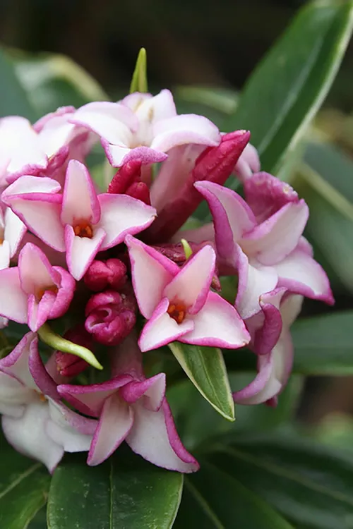 Greenleaf Pink Winter Daphne - 1 Gallon Pot
