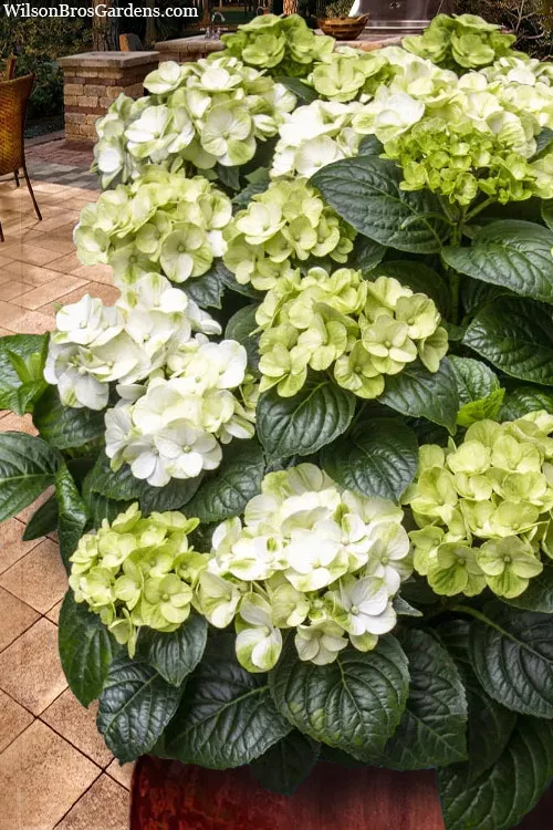 Grin and Tonic Reblooming Hydrangea - 2 Gallon Pot