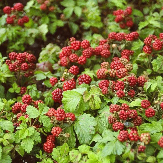 Ground Cover Raspberry (Anna)