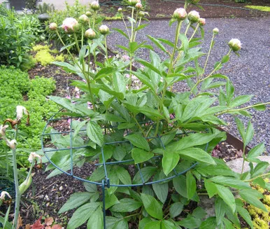 Grow Thru Plant Support