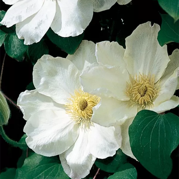 Guernsey Cream Clematis – #1 Container