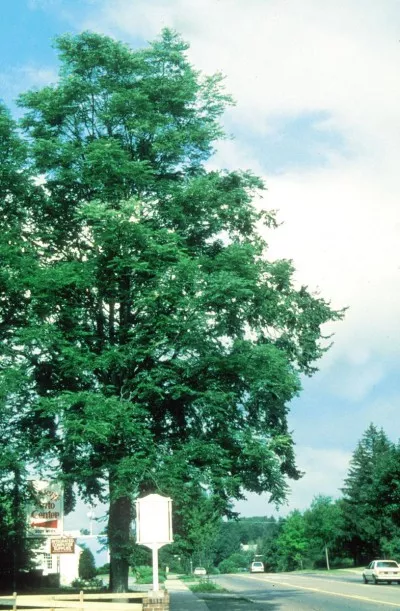 Gymnocladus dioicus / Kentucky Coffeetree