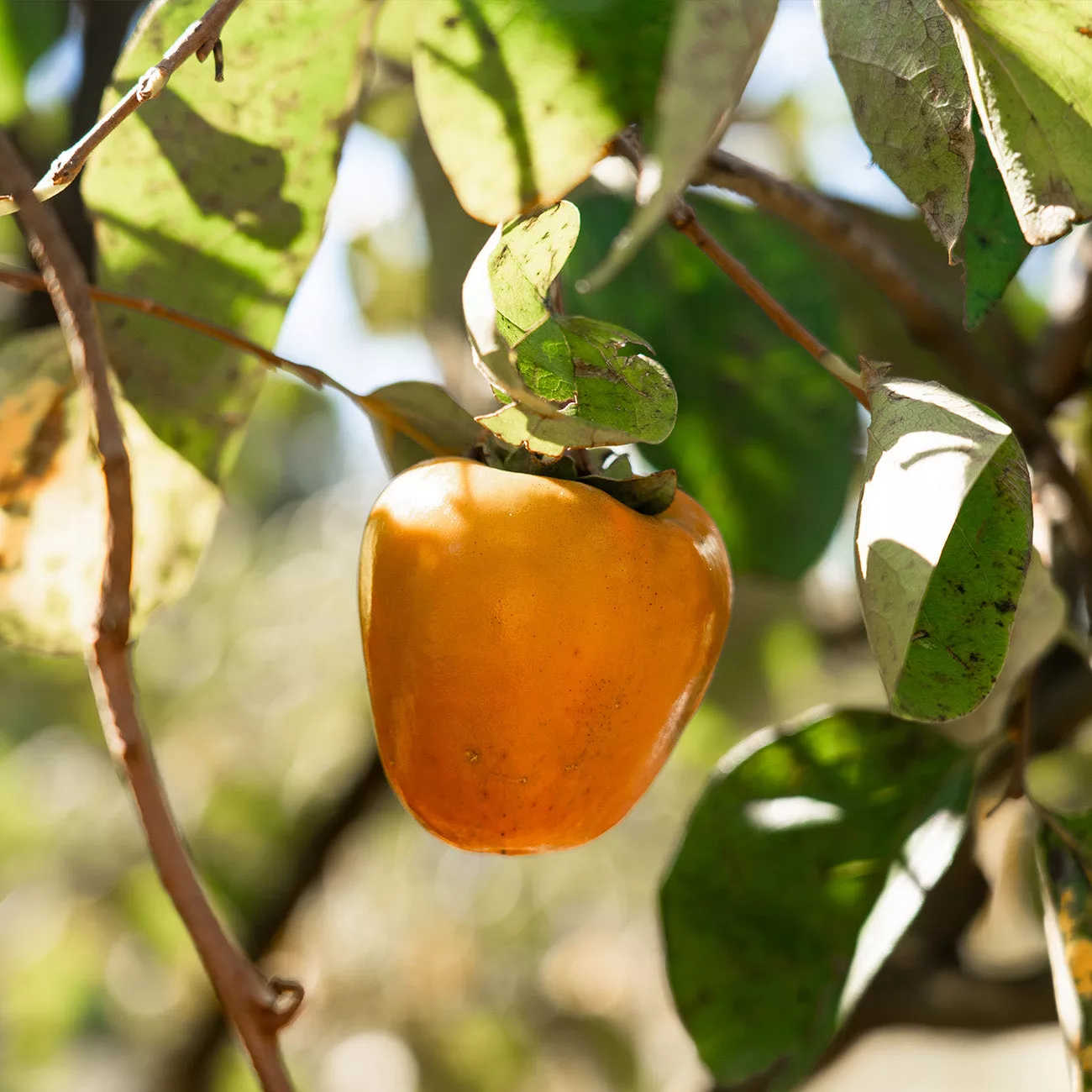 Hachiya Persimmon Tree – 2-3 ft