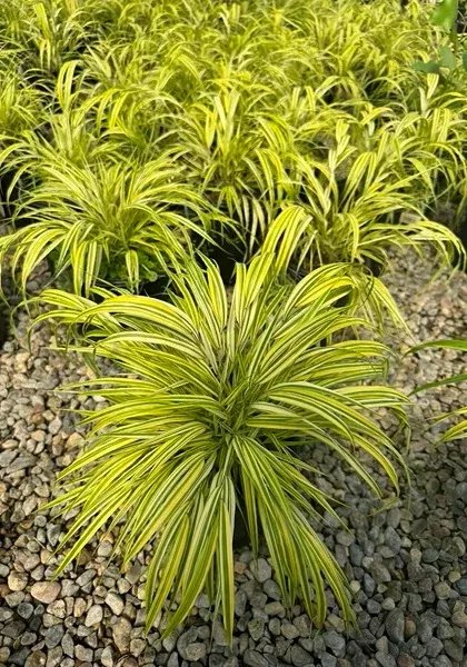 Hakone Grass - Aureola