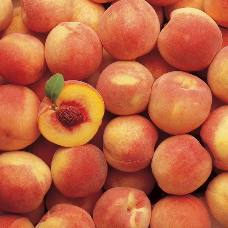 Hale Haven Peach Tree