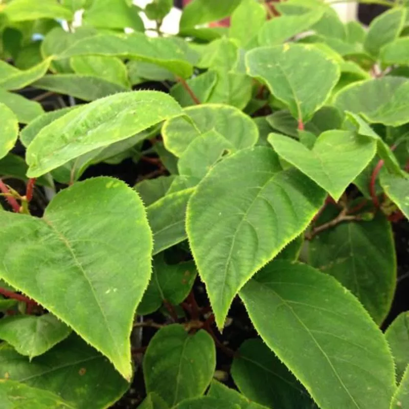 Hardy Kiwi Pollinator Vine