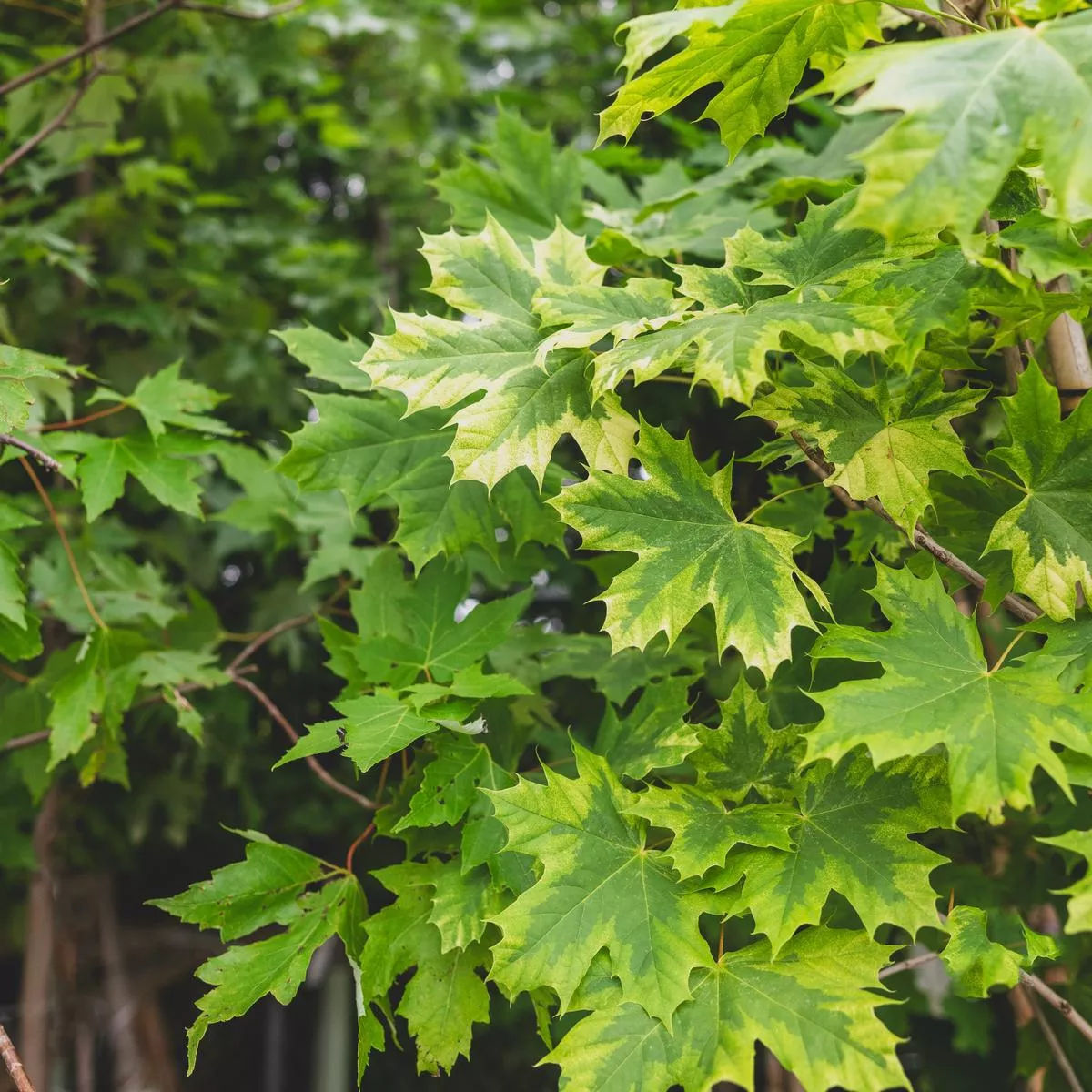 Harlequin Norway Maple# 7 Container