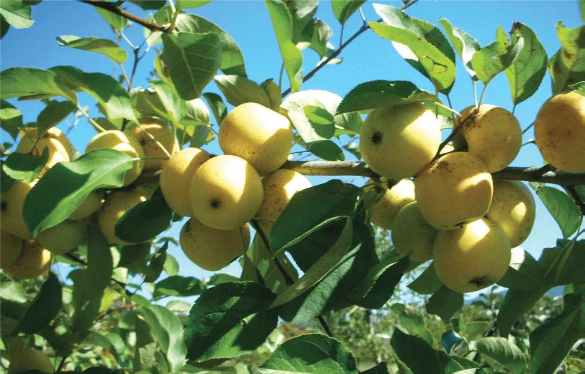 Harrison Cider Apple – Semi-Dwarf (4′-5′)