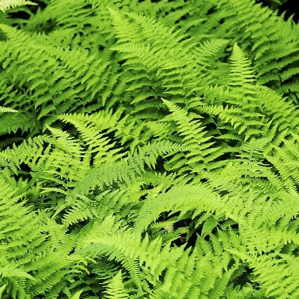 Hayscented Fern – #1 Container