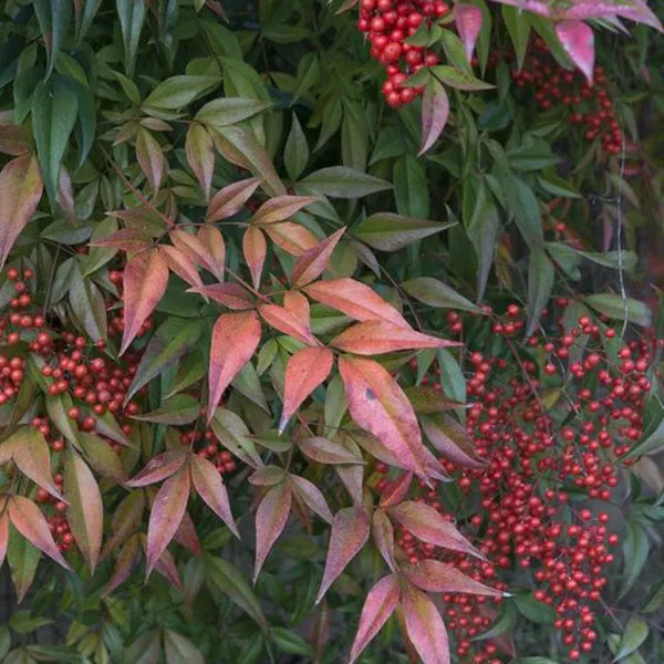 Heavenly Bamboo – 1 Gallon