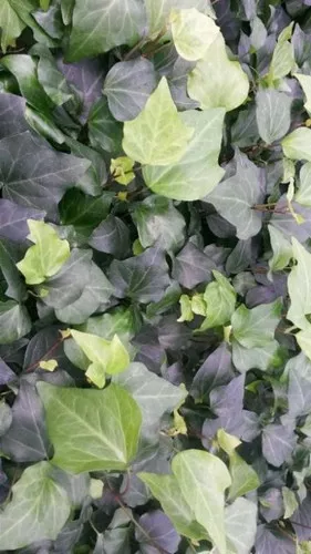 Hedera algeriensis (10)ct Flat
