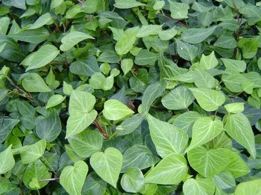 Hedera helix 'Teardrop' (10)ct Flat