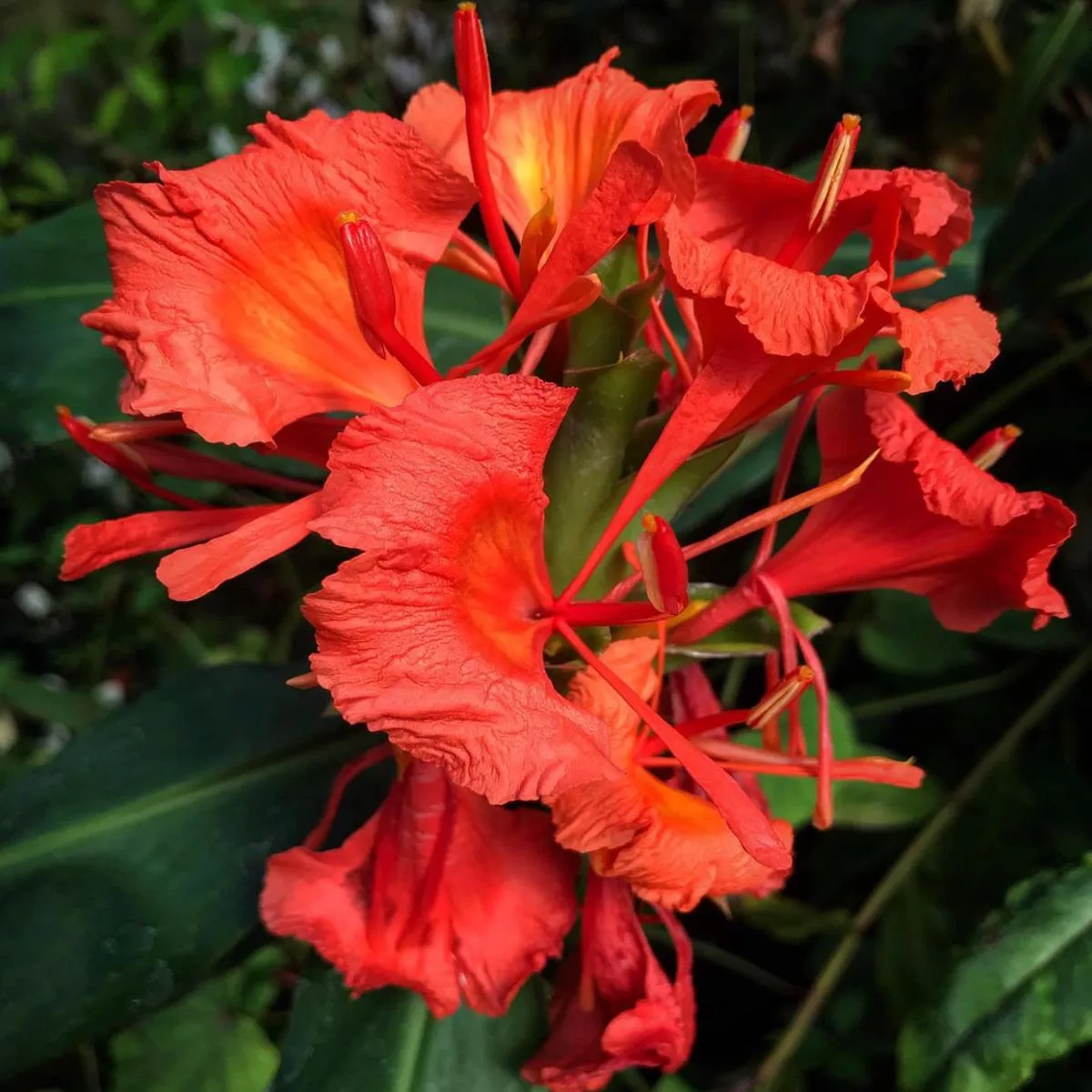 Hedychium greenii