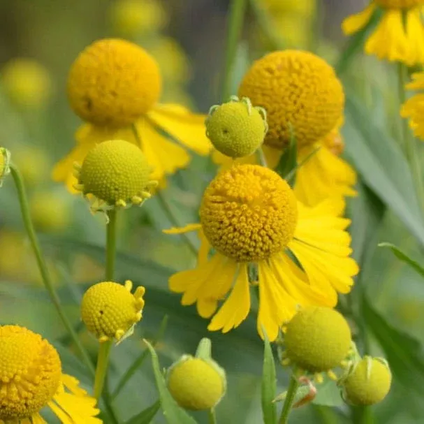 Helenium autumnale