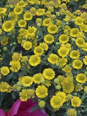 Helenium 'Double Trouble' PP18206 (25) BR Plants