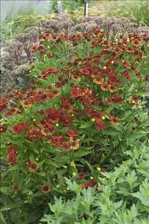 Helenium ‘Red Jewel’
