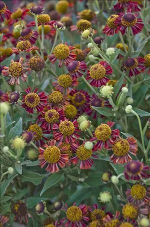 Helenium 'Ruby Tuesday' PP18234 (25) BR Plants